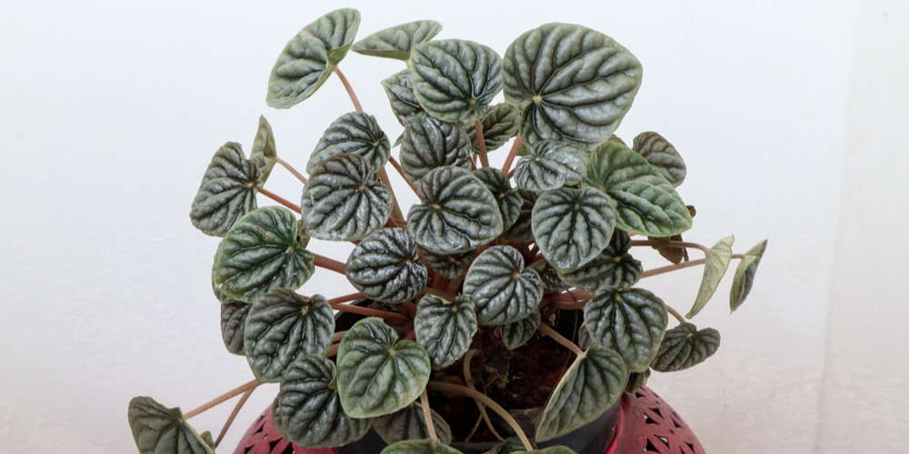 Peperomia Ruby Cascade