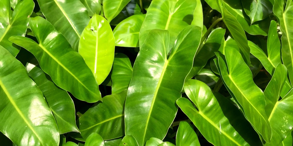 Philodendron Domesticum