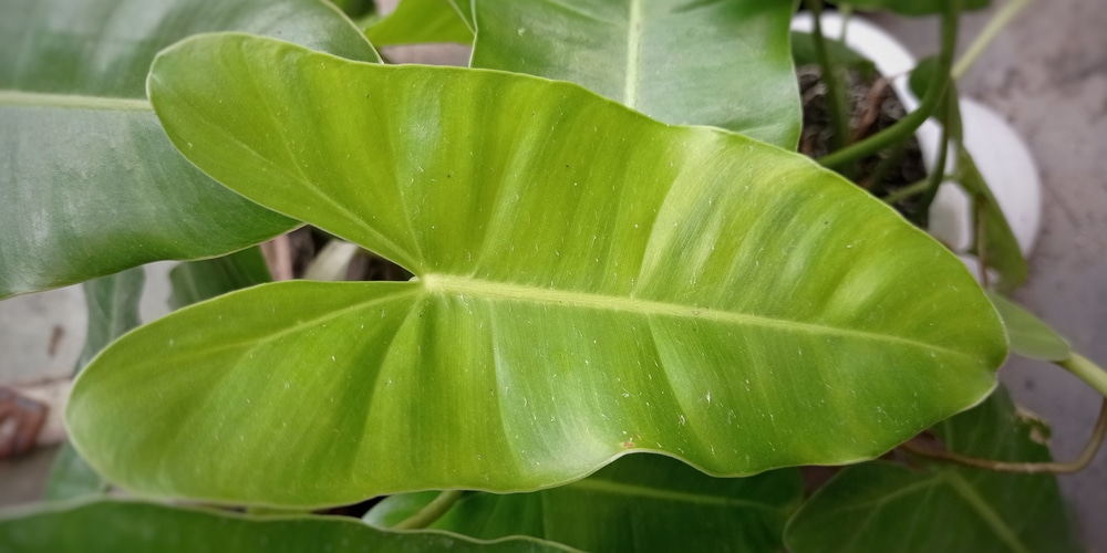 Philodendron Domesticum