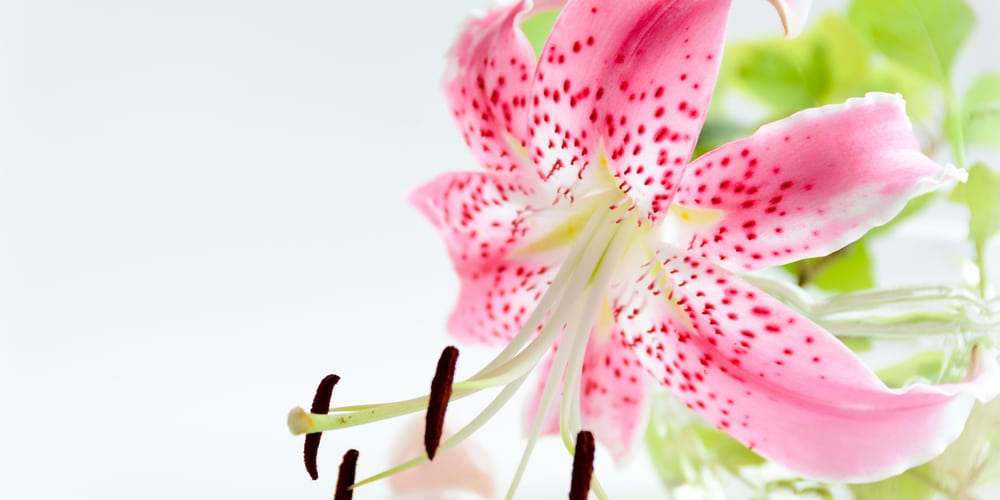Pink Tiger Lily