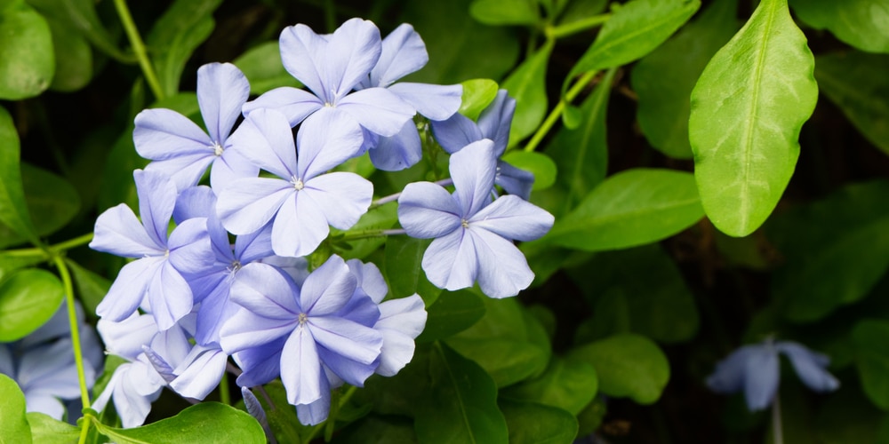 Blue flowers Florida