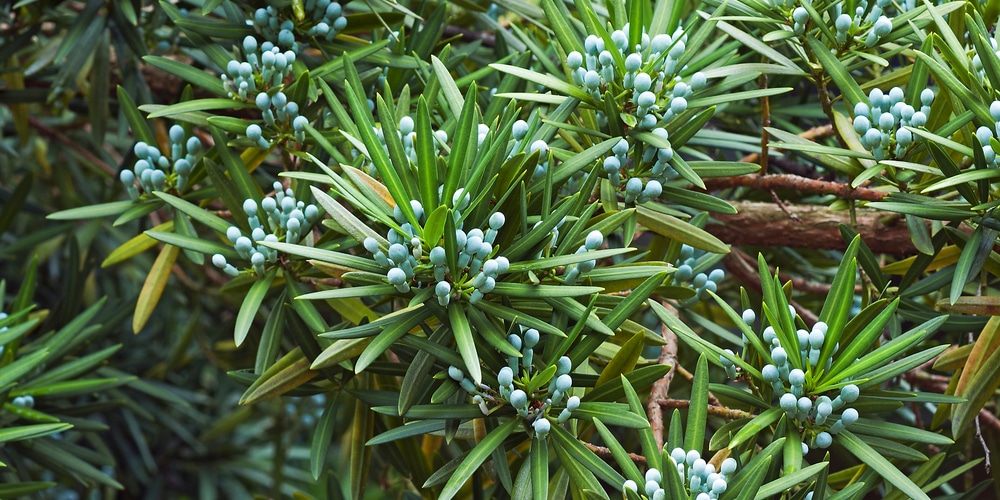 how to make podocarpus grow thicker