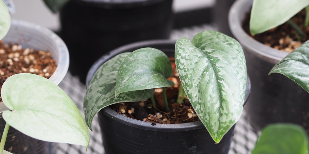 Silver Splash Pothos