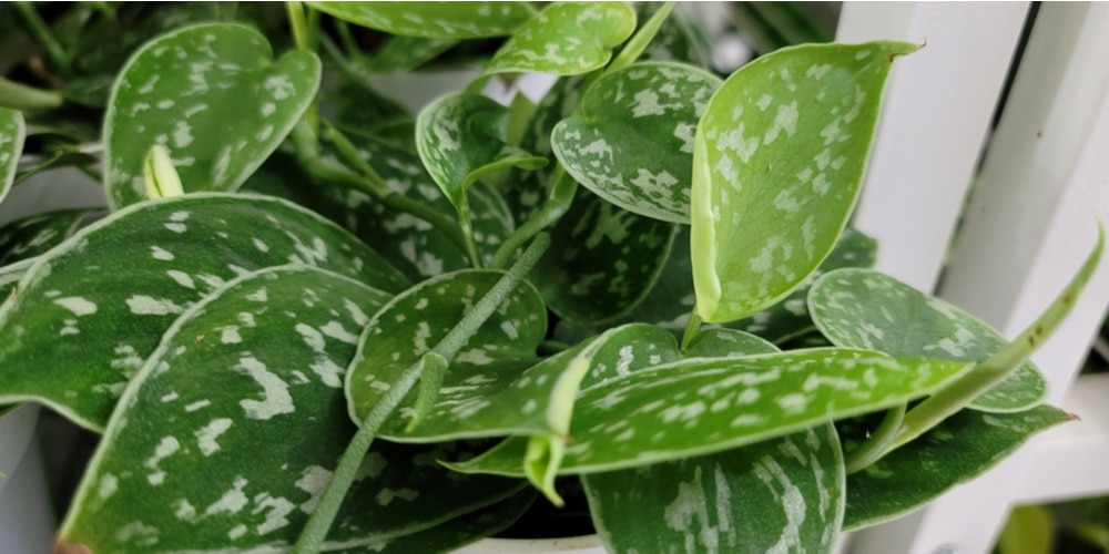 Pothos Roots: Do Pothos Like to Be Rootbound?