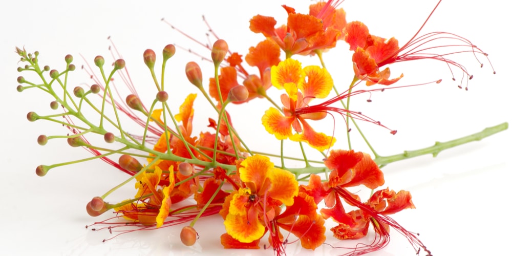 Pride of Barbados in Texas