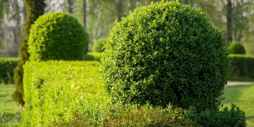 Ficus Nitida - Hedge Plant for California