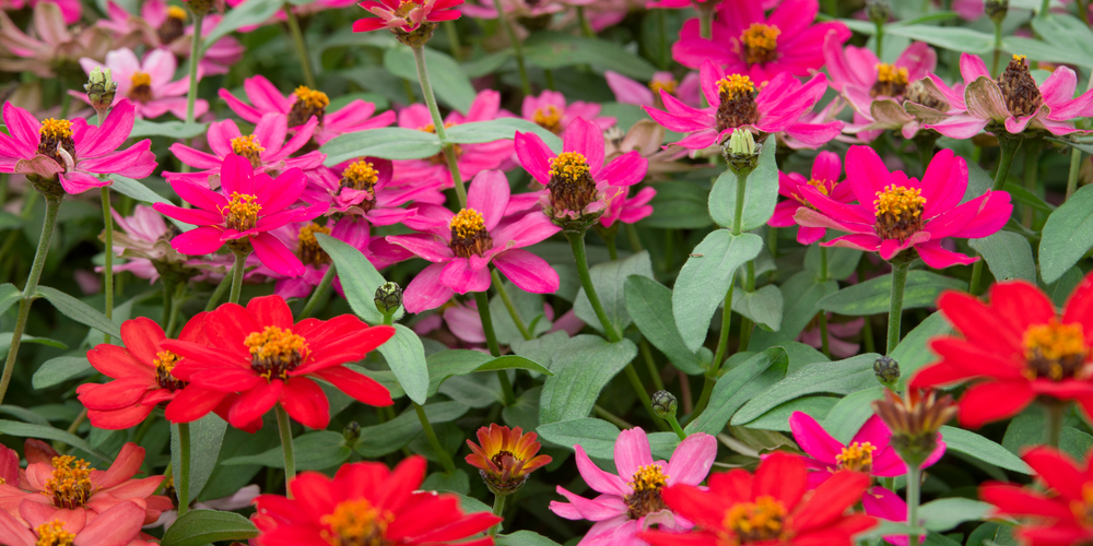 Can Zinnias Grow in Part Shade?