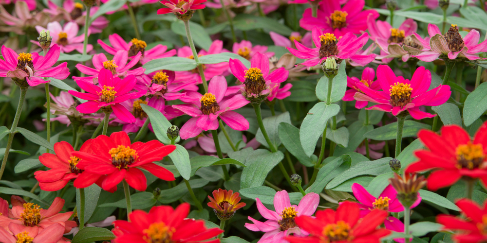 can zinnias survive frost