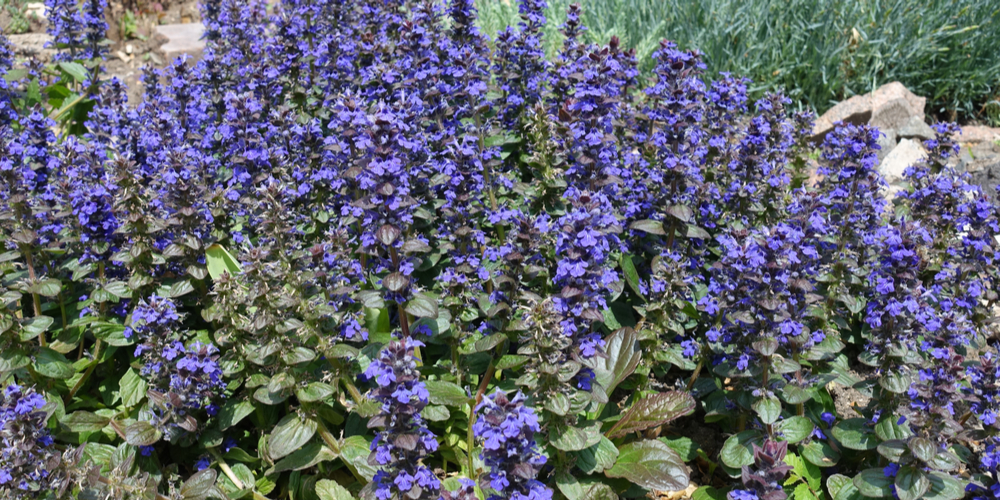 Pennsylvania Ground Cover Plants 11 Great Plants That thrive in PA