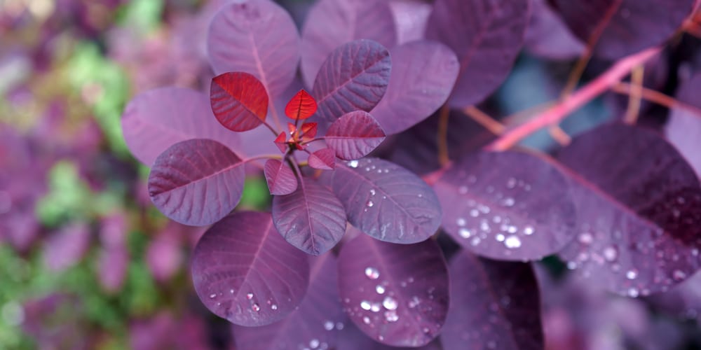 Smoke Bush Varieties