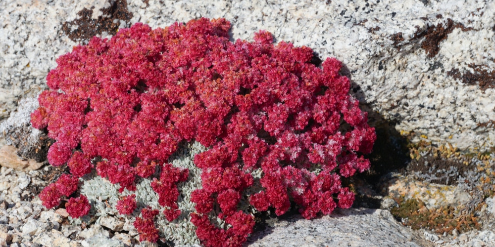 Drought Resistant Flowers Colorado