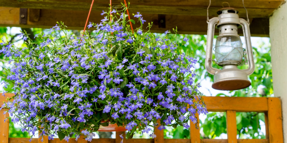 Regatta Midnight Blue Lobelia