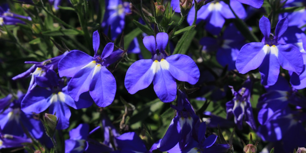 How To Keep Lobelia Blooming All Summer Long