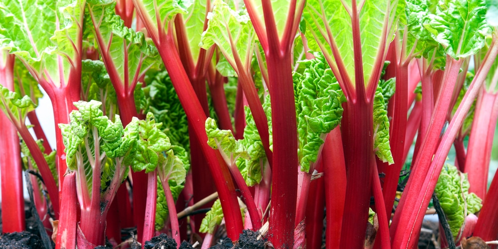 weed that looks like rhubarb