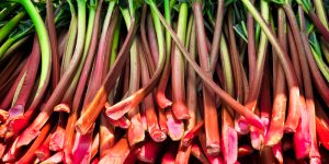 when is rhubarb season