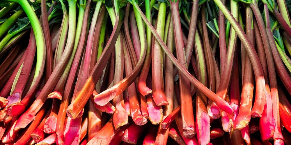 what to feed rhubarb