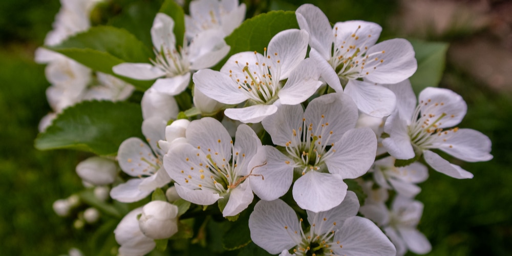 flowering trees in Georgia