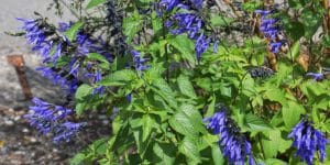 Problems With Salvias