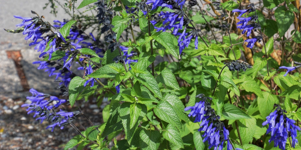 Purple Flowers in Florida