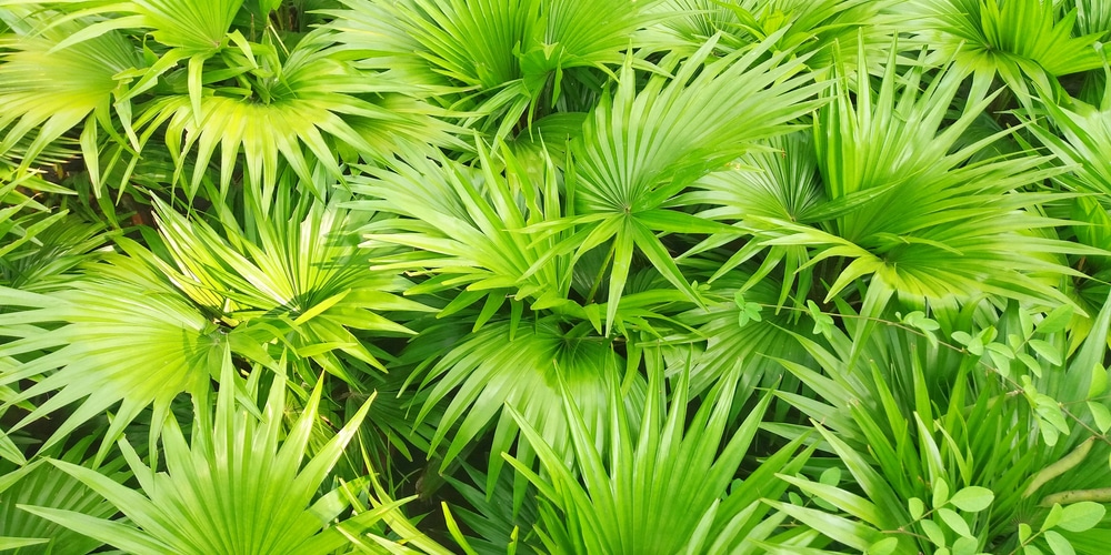 palmetto tree roots