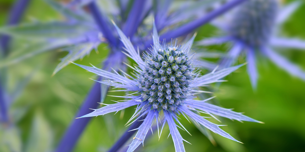 What to plant with Cone Flowers