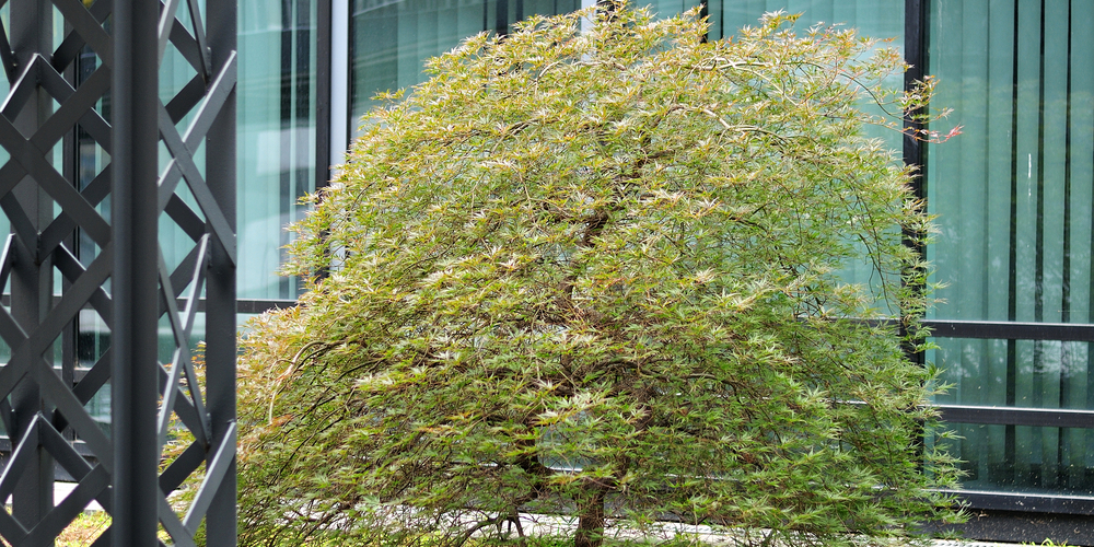 Japanese Maple Zone 9