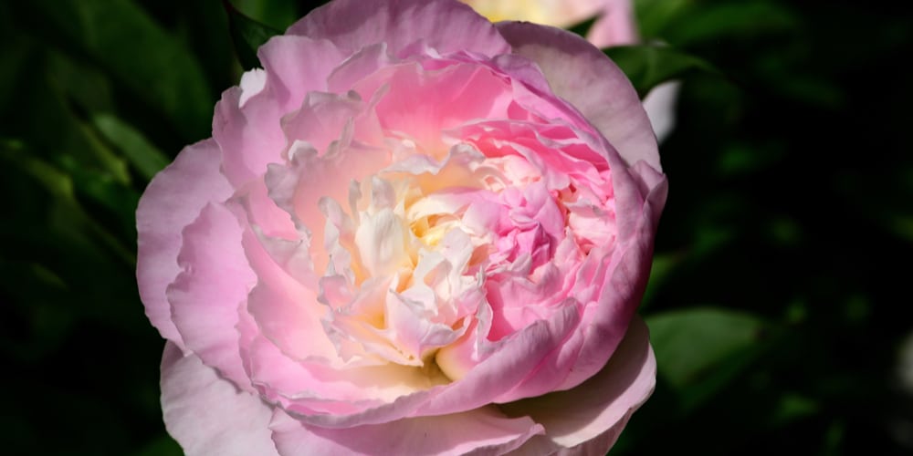 When to plant peonies in Oregon? 