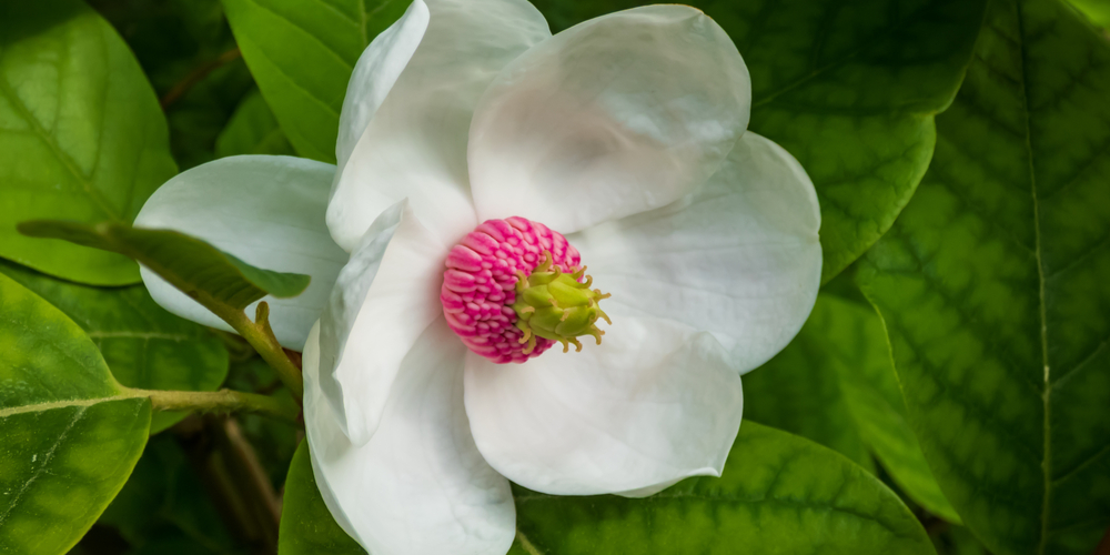 Magnolia Tree Zone 8