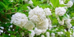 are snowball bushes deer resistant