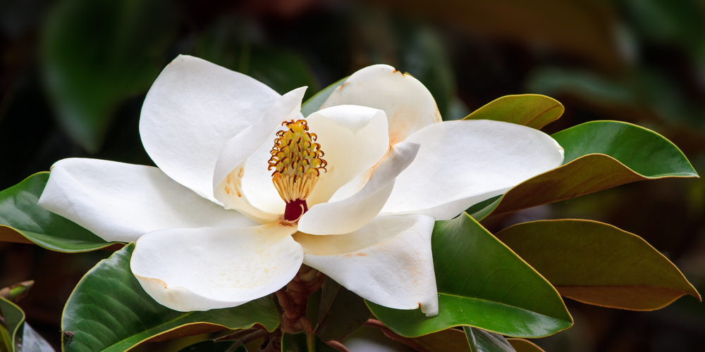 trees with white flowers