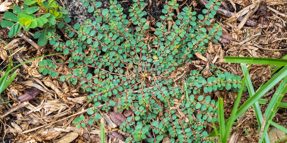 Succulent Weeds