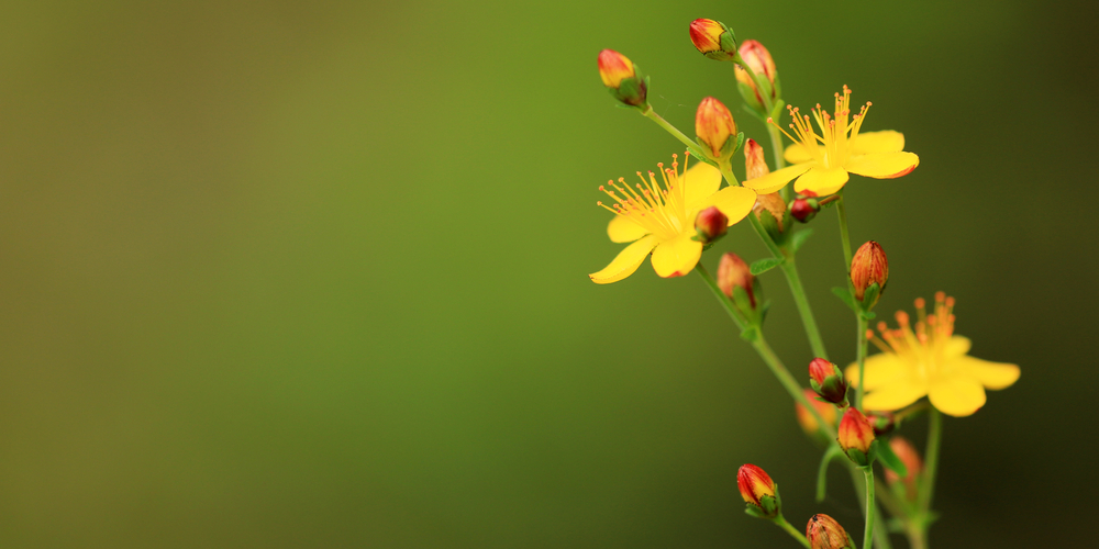 Growing St John's Wort From Seed