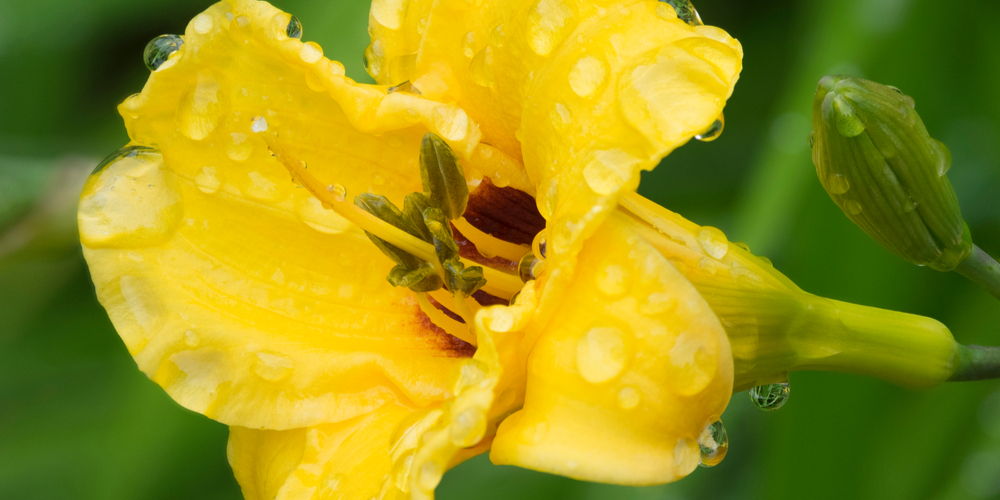 Plant Daylily Proliferations