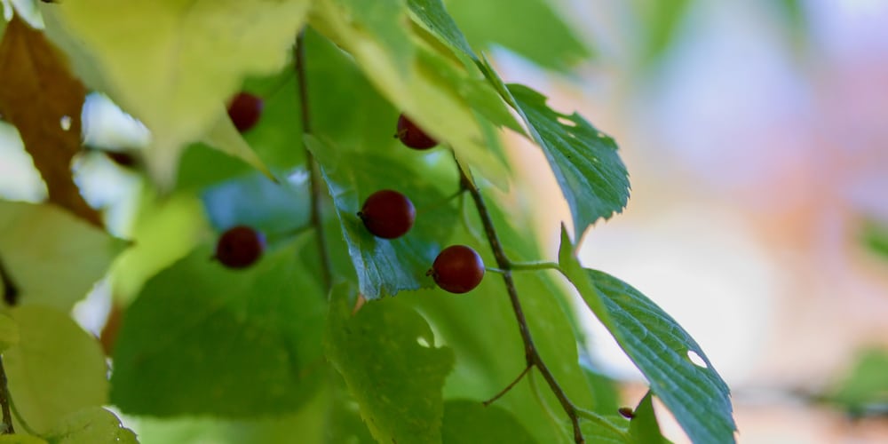 Shade Trees That Grow In Clay Soil