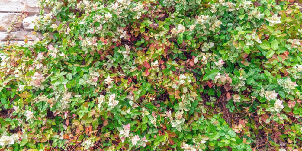 Summer Sunset Ground Cover