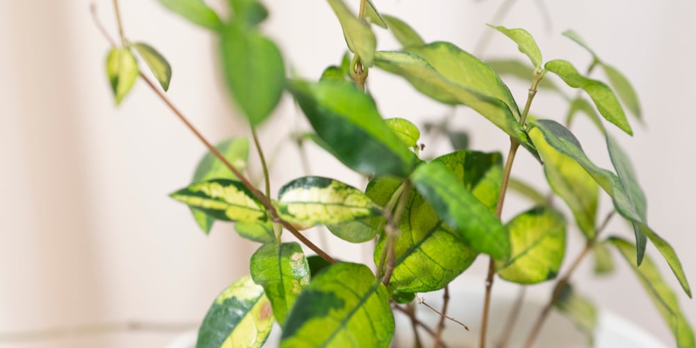 Asiatic Jasmine Ground Cover