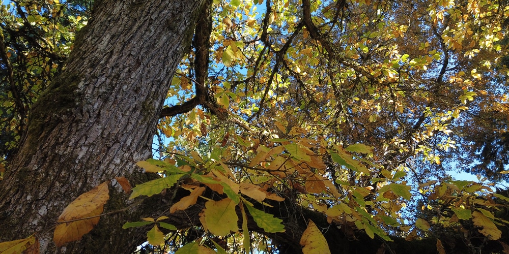 do oak trees have helicopters