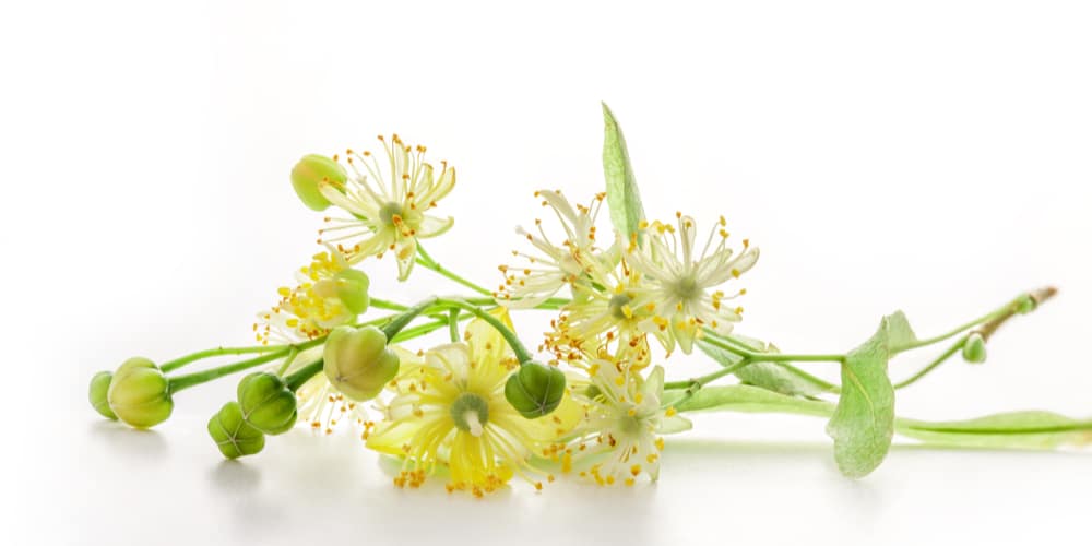 trees with white flowers