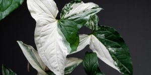 Syngonium Albo Plant