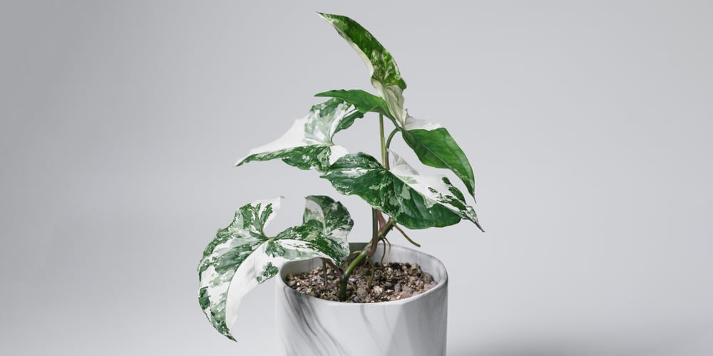 Syngonium Albo Plant