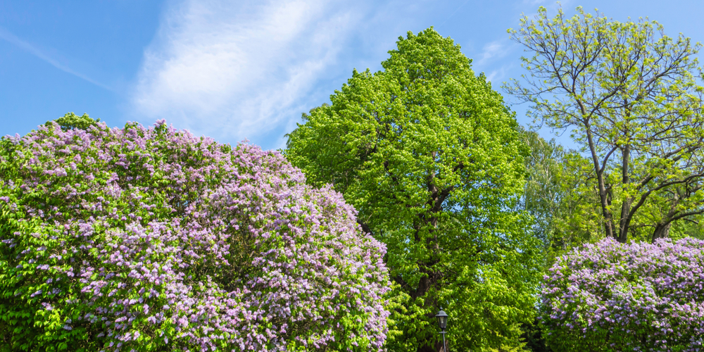 How Far To Plant Lilac From House