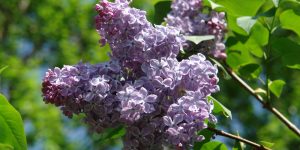 Lilac Leaves Curling