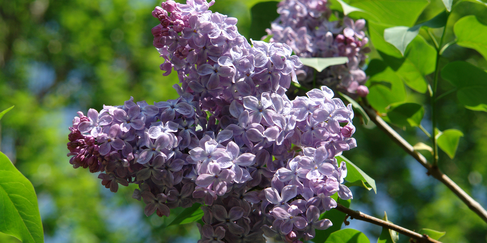 How Far To Plant Lilac From House
