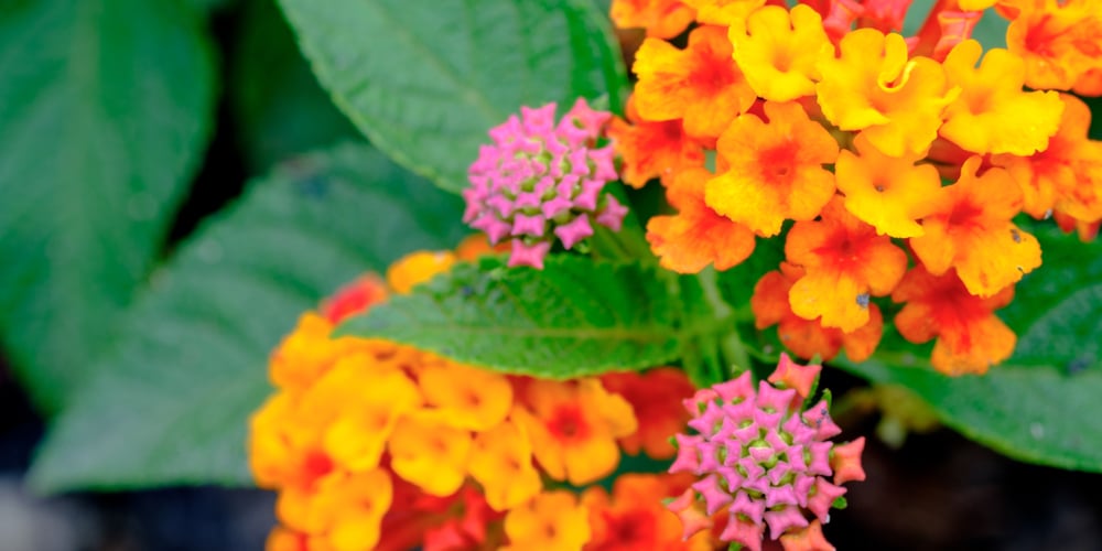 Orange Flowers in Texas