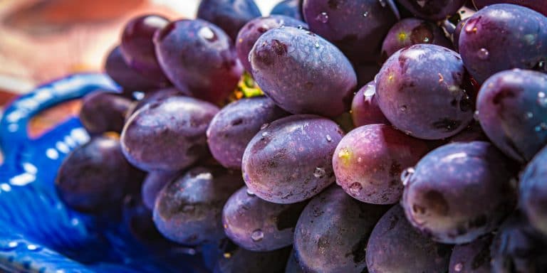 Best Table Grapes for Zone 6 - GFL Outdoors
