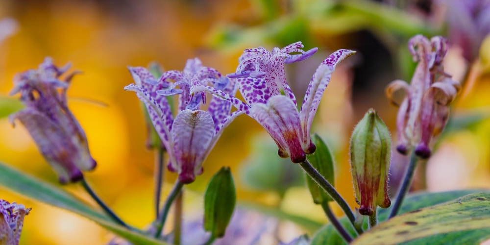 toad lily zone 6
