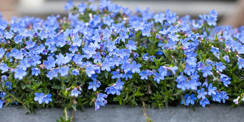 What Is the Bluest Lobelia