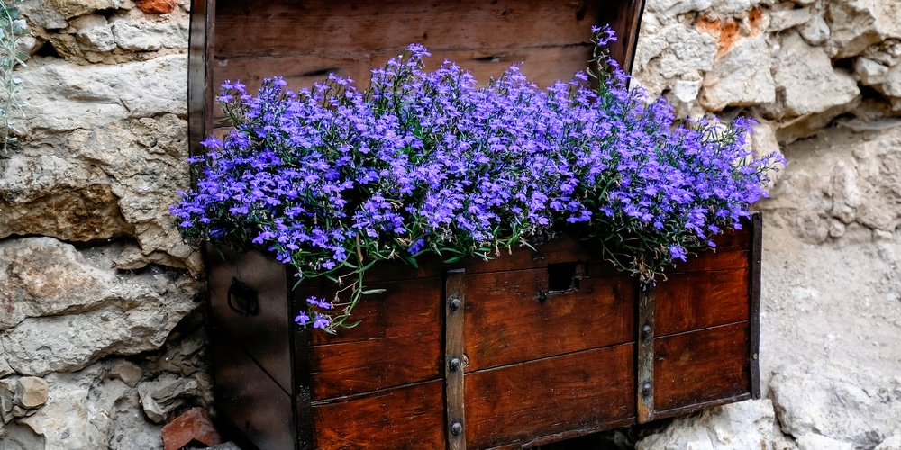 Trailing Lobelia Sapphire