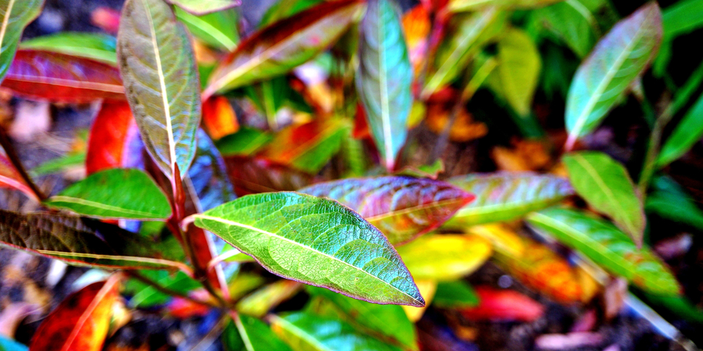 Viburnum Zone 4