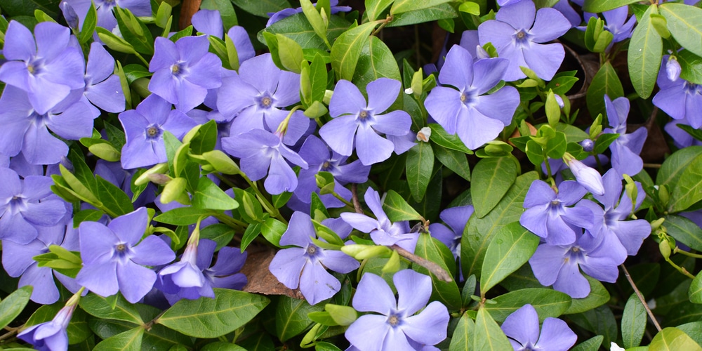 The Best Ground Covers For Clay Soil